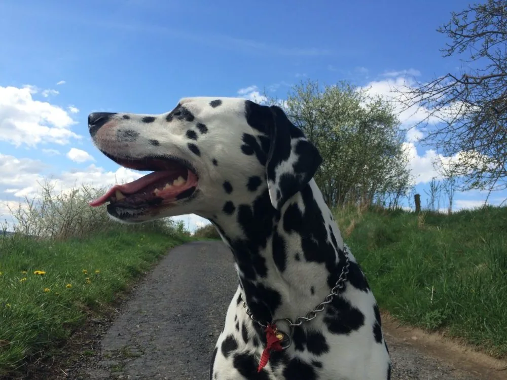 Maintaining good health of your pets