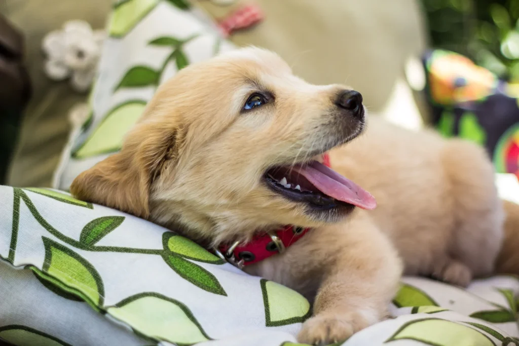 Maintaining good health of your pets