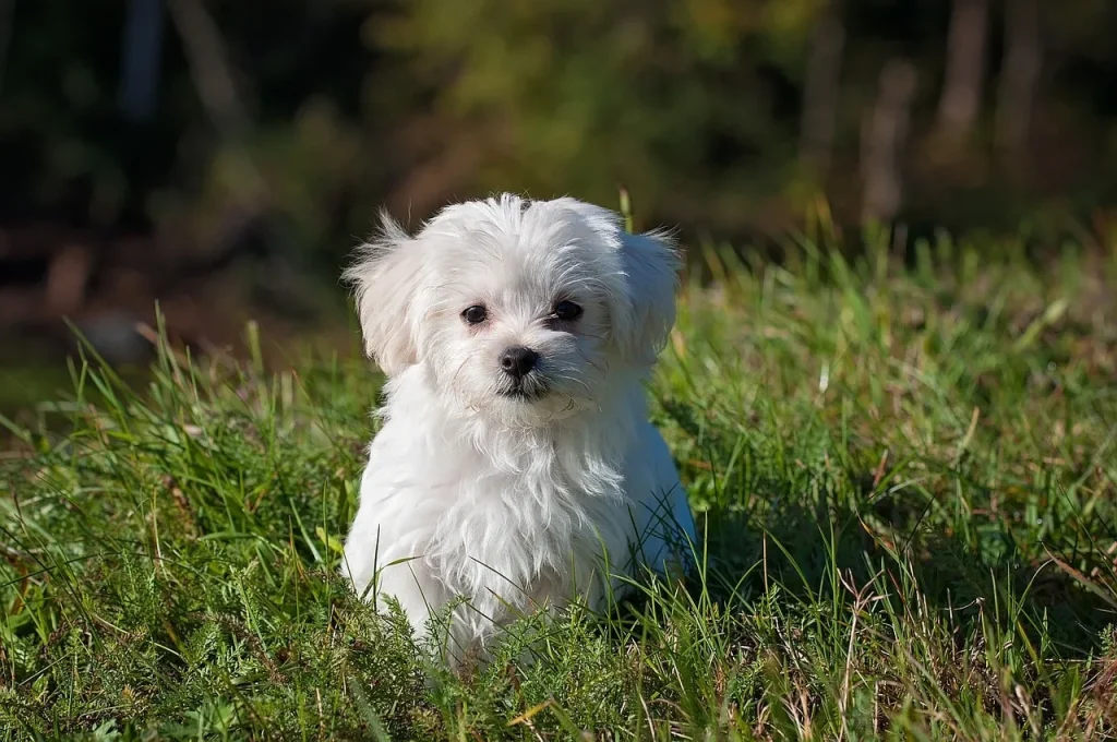 Maintaining good health of your pets