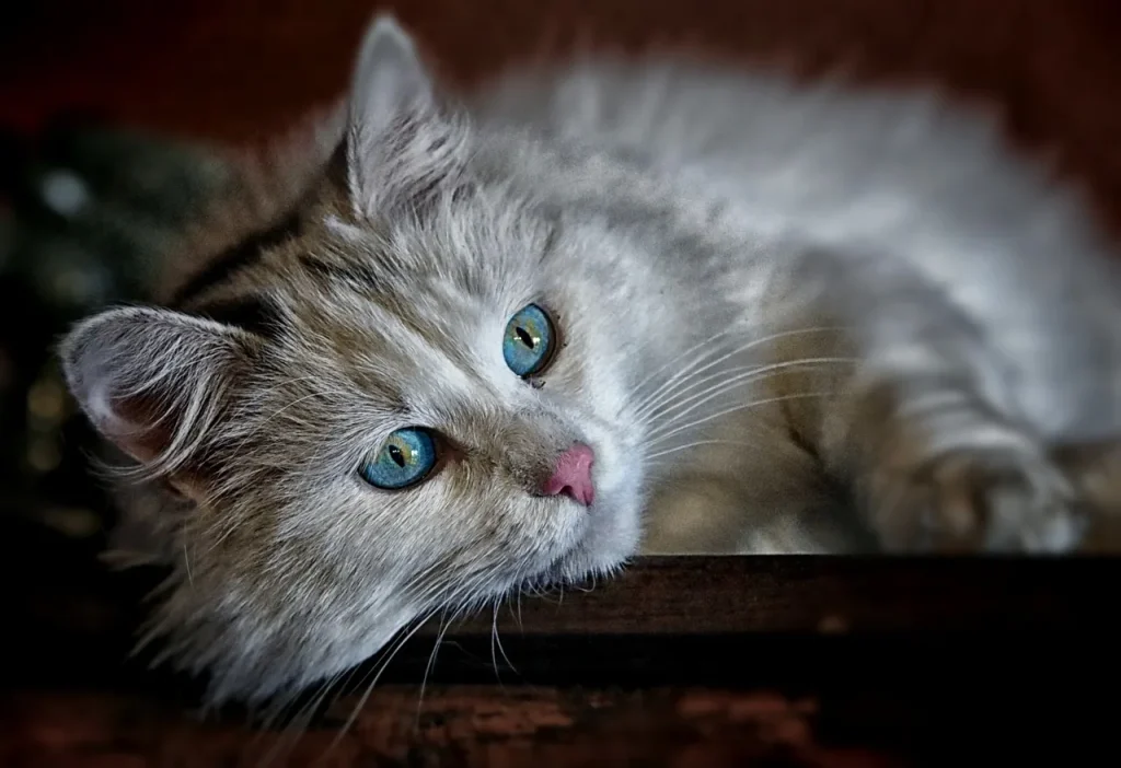 Maintaining good health of your pets