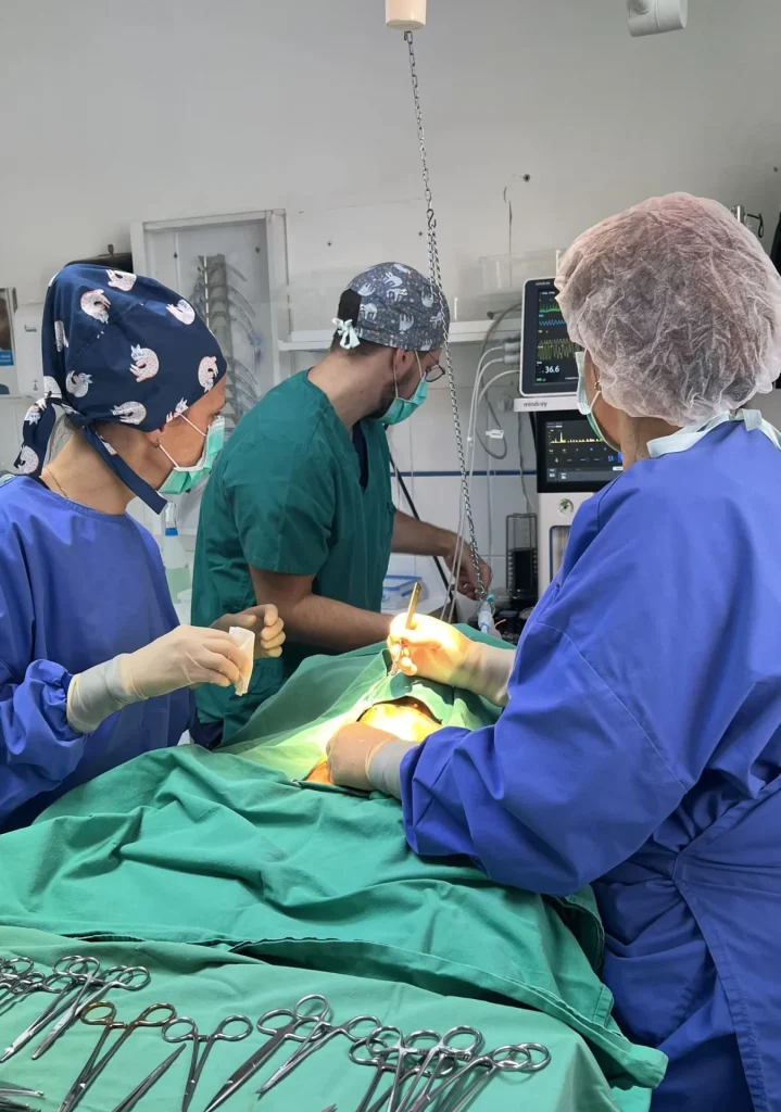La médecine vétérinaire