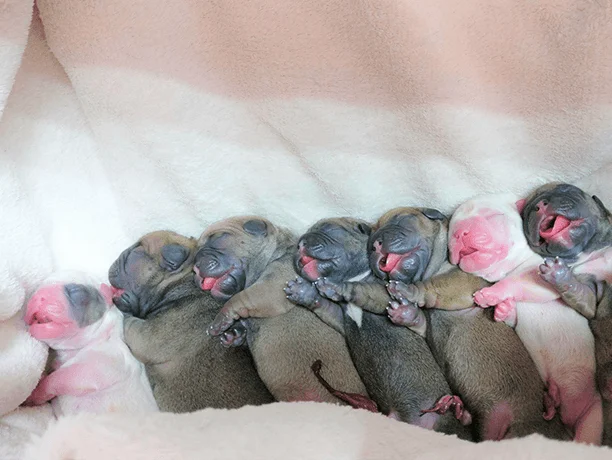 La médecine vétérinaire