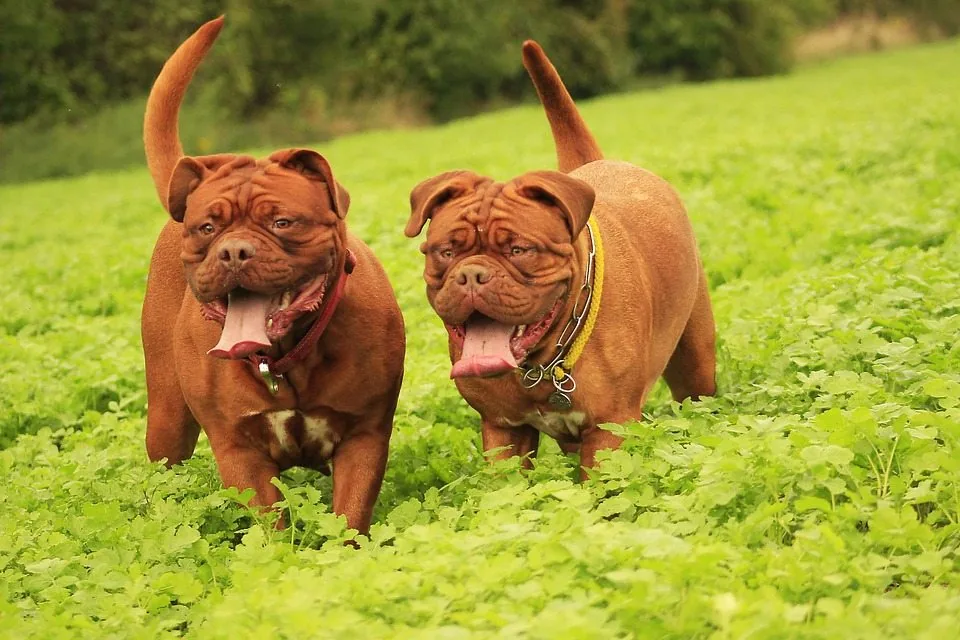 Maintaining good health of your pets