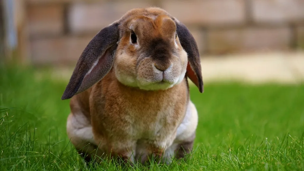 Maintaining good health of your pets