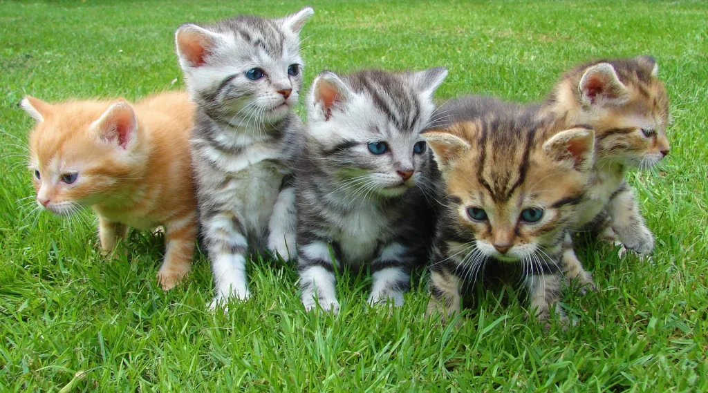 Maintaining good health of your pets