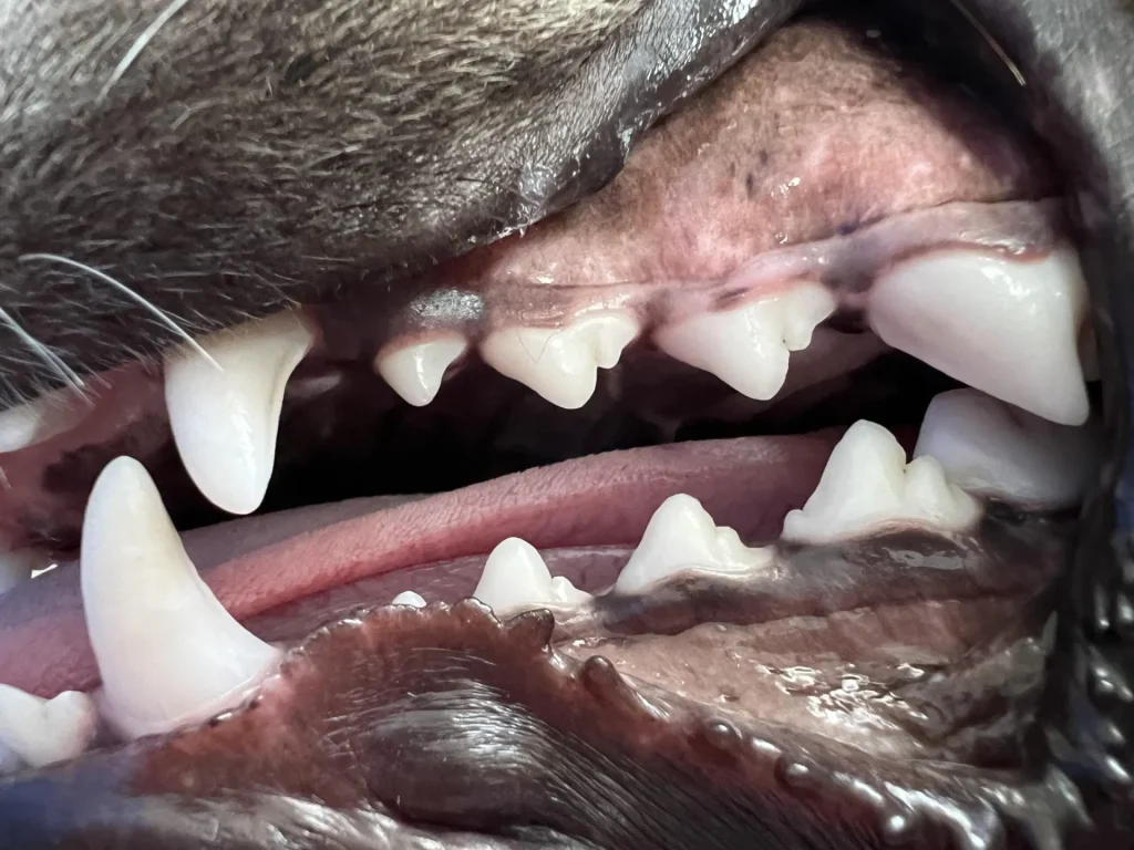 La médecine vétérinaire