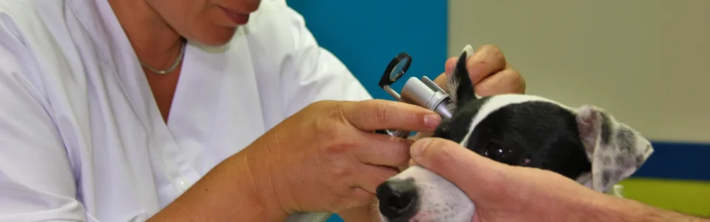 La médecine vétérinaire