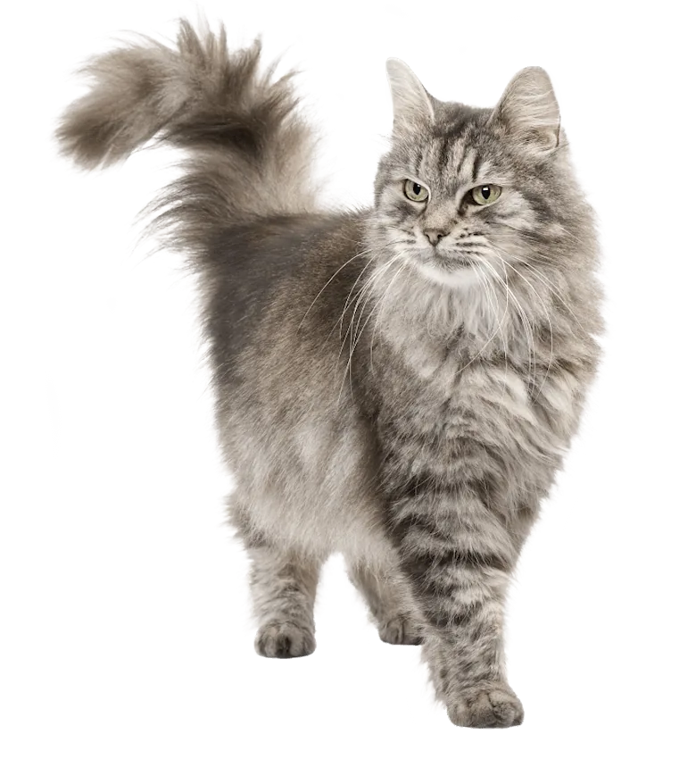 Chien et chat